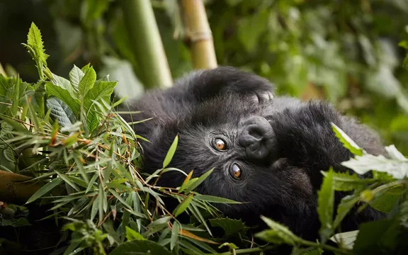 One&Only Gorilla’s Nest Rwanda — One&Only preferred partner hotel
